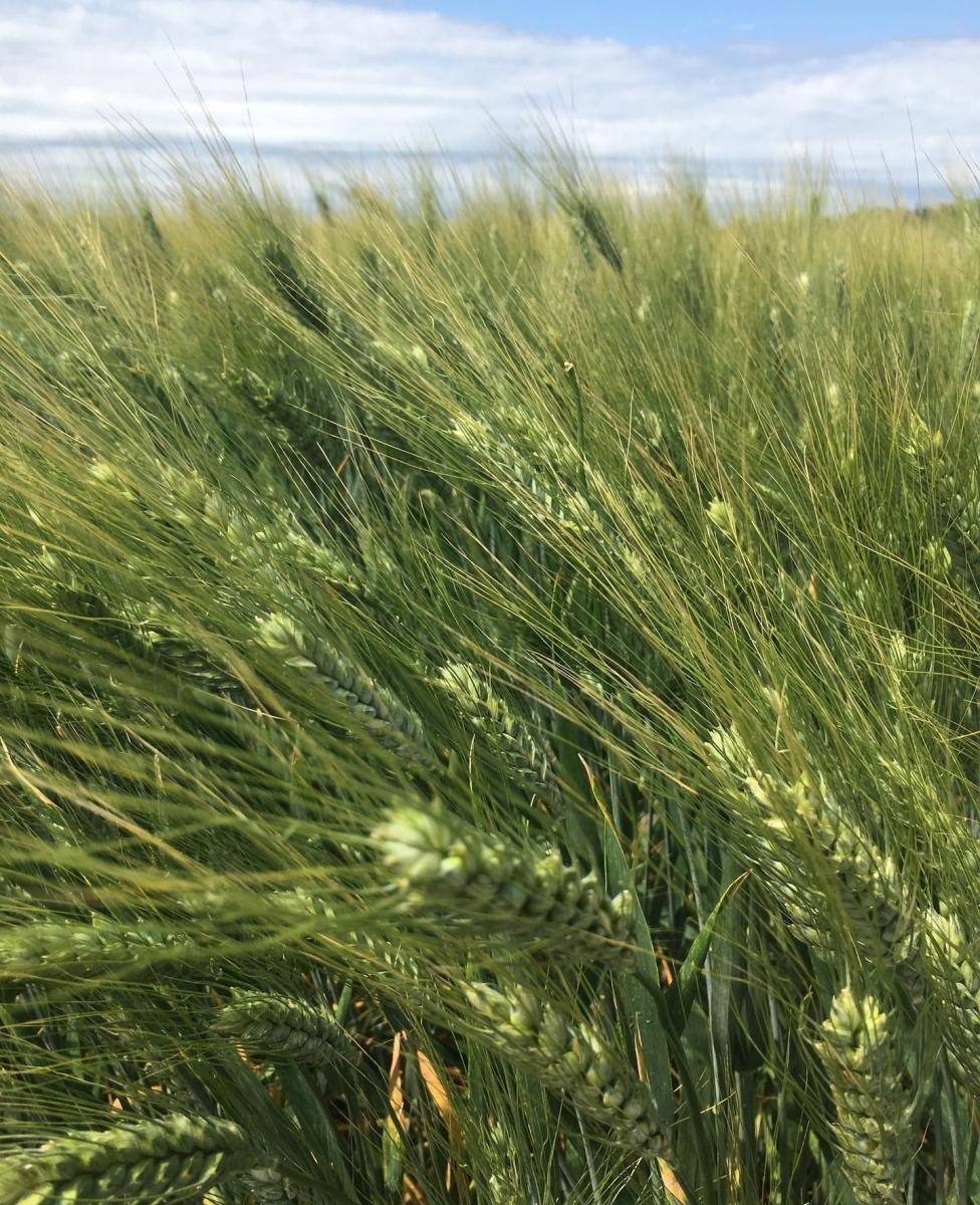Озимая твердая пшеница Кириченко