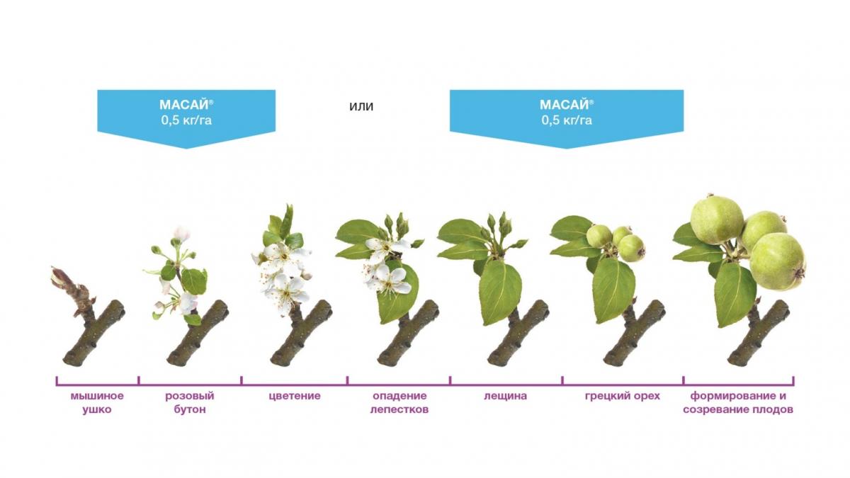 Значение процесса цветения в жизни растения. Фенофазы яблони. Этапы развития яблони. Фазы распускания почек яблони. Плодовые почки на яблоне.